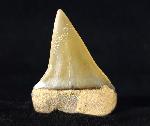 Carcharodon hastalis (AGASSIZ 1838) - Bild © FossNet FossilienStore